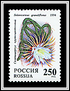 Selenicereus Grandiflorus