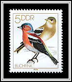 Fringilla Coelebs