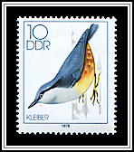 Fringilla Coelebs