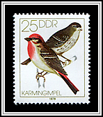 Fringilla Coelebs