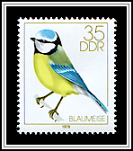 Fringilla Coelebs