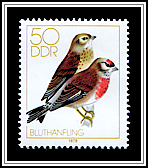 Fringilla Coelebs