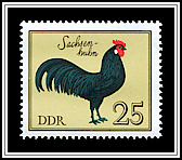 Saxony Chicken