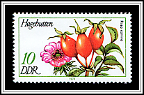 Rosa Canina
