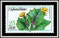 Tussilago Farfara