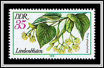 Tilia Platyphyllos