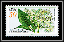 Sambucus Nigra