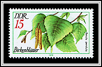 Betula Pendula