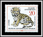 Baby Leopard
