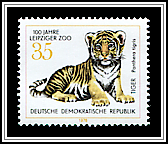 Baby Amur Tiger