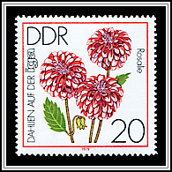 Ball Dahlia