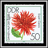 Cactus Dahlia 'Enzett-Carola