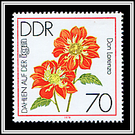 Ruffs Dahlia