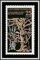 Ivenacker Oaks