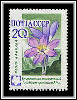 Colchicum Speciosum