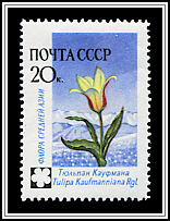 Tulipa Kaufmanniana