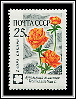 Trollius Asiaticus