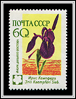Iris Kaempferi