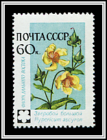 Hypericium Ascyron