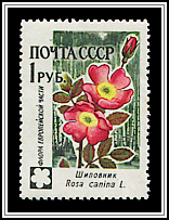 Rosa Canina
