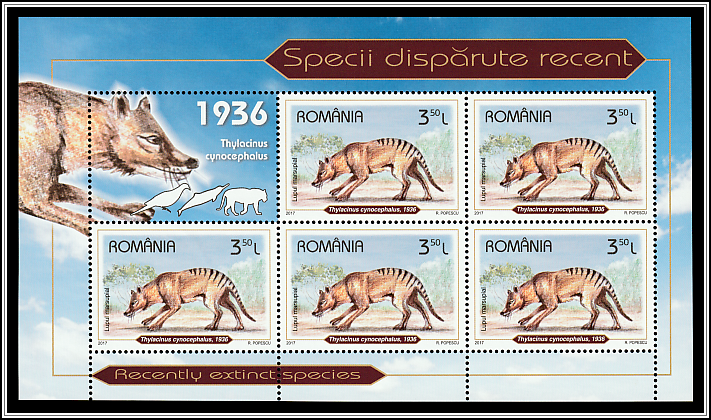 Tasmanian Tiger (Thylacinus cynocephalus)