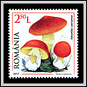 Amanita Caesarea