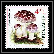 Amanita Rubescens