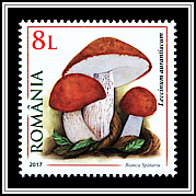 Leccinum Aurantiacum