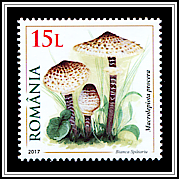 Macrolepiota Procera