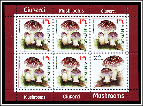 Amanita Rubescens