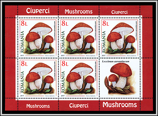 Leccinum Aurantiacum