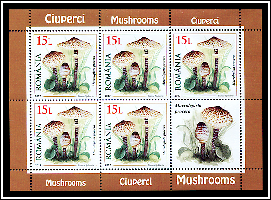 Macrolepiota Procera
