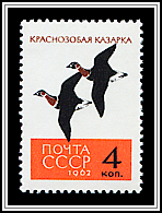 Branta ruficollis