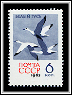 Anser caerulescens