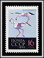Phoenicopterus ruber