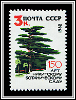 Cedrus Libani