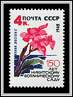 Canna Indica Hybrid