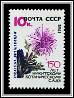 Chrysanthemum Indicum