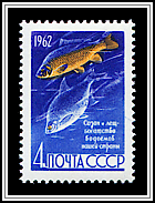 Carp & Bream