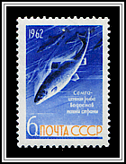 Atlantic Salmon