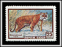 Siberian Tiger