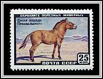 Przewalski’s Horse