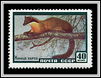European Pine Marten