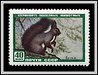 Siberian Squirrel