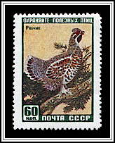 Hazel Grouse