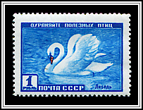 Mute Swan