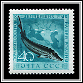 European Sea Sturgeon