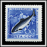 Chum Salmon