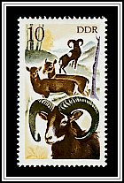 Mouflon