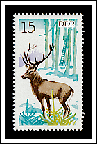 Red Deer